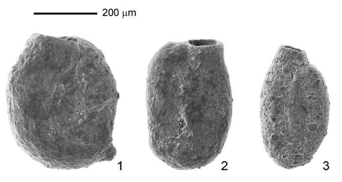 Image of Miliammina fusca (Brady 1870)