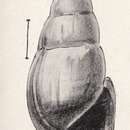 Image of Rissoina vitiusculensis Pezant 1910