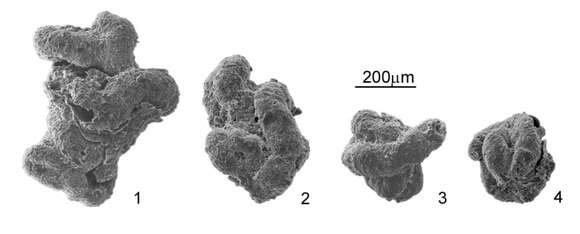 Image of Ammovertellina Suleymanov 1959