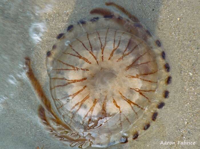 Image of Compass jellyfish