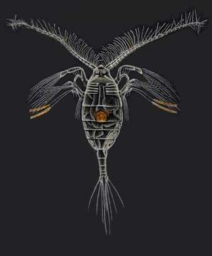 صورة Haloptilus longicornis (Claus 1863)