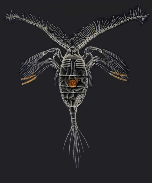 Image of Haloptilus longicornis (Claus 1863)