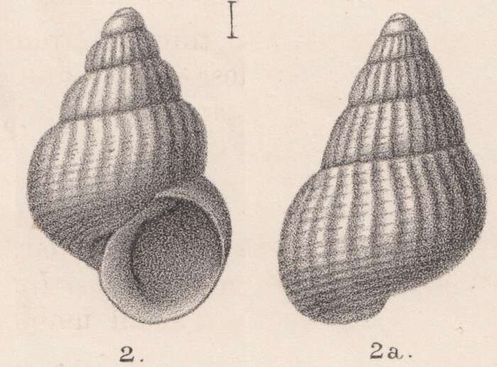 Image of Rissoa subperforata Jeffreys 1884