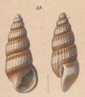 Image of Rissoina hanleyi Schwartz von Mohrenstern 1860