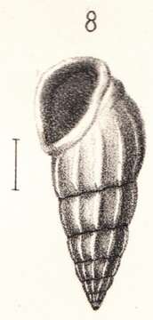 Image of Rissoina duclosi Montrouzier 1866