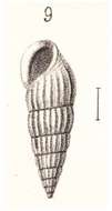 Image of Rissoina spiralis Souverbie 1866