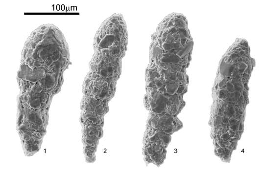 Image of Reophax nana Rhumbler 1913