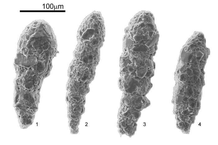 Image of Reophax nana Rhumbler 1913