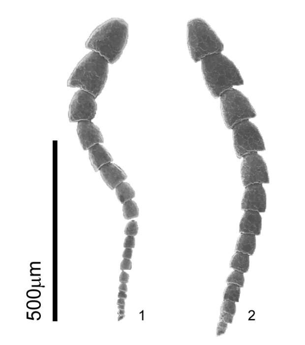 Image of Leptohalysis Loeblich & Tappan 1984