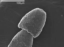 Image of Leptohalysis Loeblich & Tappan 1984