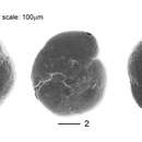 Image of Arenoparrella mexicana (Kornfeld 1931)