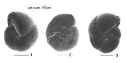 Image of Arenoparrella mexicana (Kornfeld 1931)