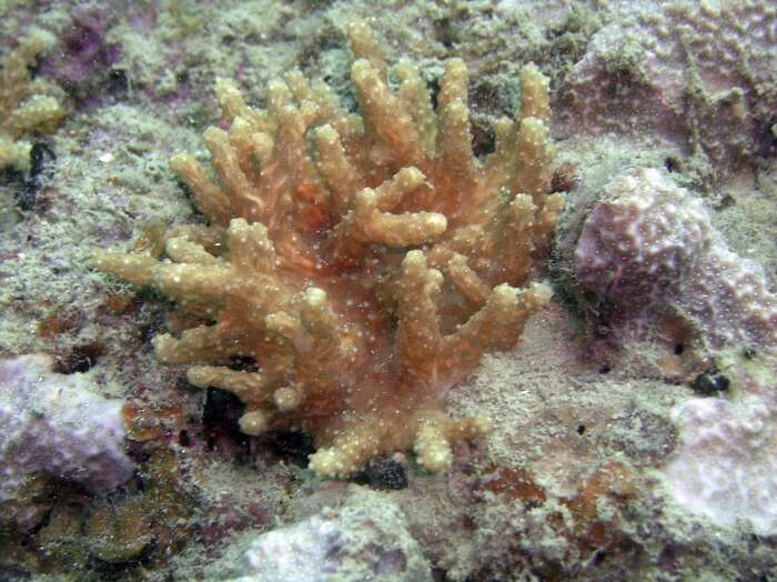 Image of Elephant ear leather coral