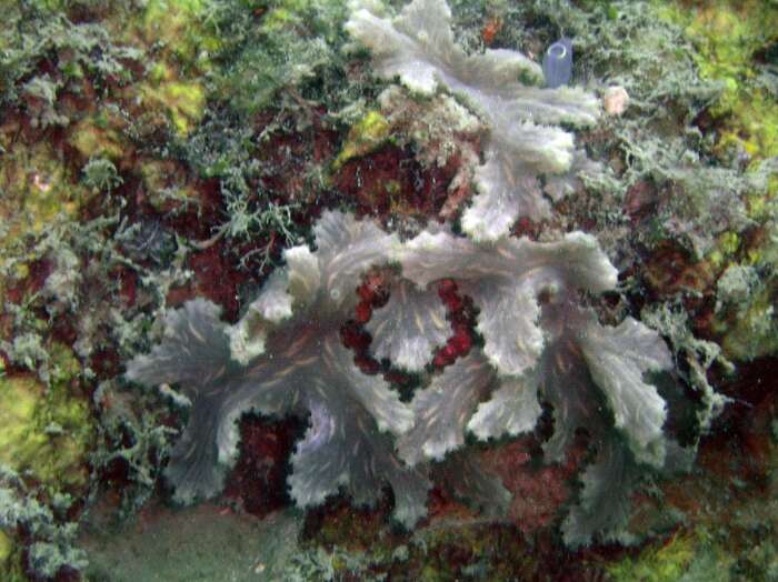 Image of Elephant ear leather coral