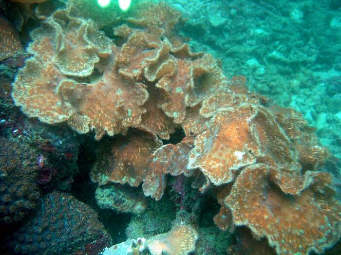 Image of Elephant ear leather coral