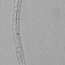 Image of Leptolaimus quintus Holovachov & Boström 2013