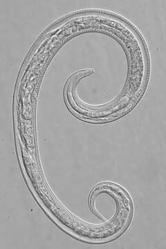 Image de Leptolaimus septimus Holovachov & Boström 2013