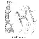 Image of Rhynchonema amakusanum Aryuthaka 1989