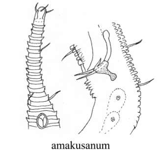 Image of Rhynchonema amakusanum Aryuthaka 1989