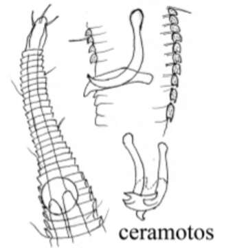 Image of Rhynchonema ceramotos Boucher 1974