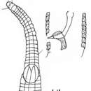 Plancia ëd Rhynchonema chiloense Lorenzen 1975