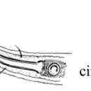 Image of Rhynchonema cinctum Cobb 1920