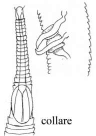 Image of Rhynchonema collare Nicholas & Stewart 1995