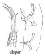 Image of Rhynchonema dispar Gourbault 1982