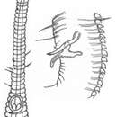 Image of Rhynchonema falciferum Boucher 1974