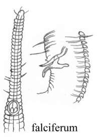 Image of Rhynchonema falciferum Boucher 1974