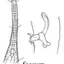 Imagem de Rhynchonema fossum Lorenzen 1975