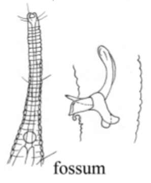 Image of Rhynchonema fossum Lorenzen 1975
