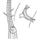 Image of Rhynchonema gerlachi Vitiello 1967