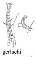 Image of Rhynchonema gerlachi Vitiello 1967