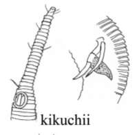 Image of Rhynchonema kikuchii Aryuthaka 1989