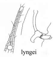 Image of Rhynchonema lyngei (Allgén 1940) Gerlach 1953