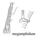 Image of Rhynchonema megamphidum Boucher 1974