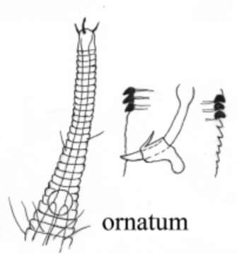 Image of Rhynchonema ornatum Lorenzen 1975