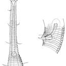 Image of Rhynchonema ornatum antillensis Gourbault 1982