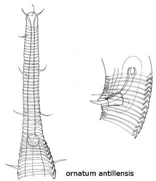 Image of Rhynchonema ornatum antillensis Gourbault 1982
