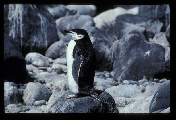 Plancia ëd Pygoscelis antarcticus (Forster & JR 1781)