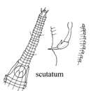 Image of Rhynchonema scutatum Lorenzen 1972