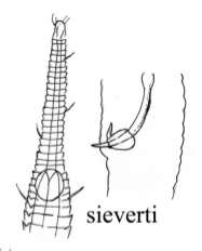 Image of Rhynchonema sieverti Gourbault 1982