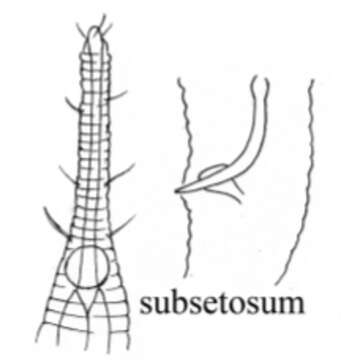 Image of Rhynchonema subsetosum Murphy 1964