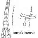 Image of Rhynchonema tomakinense Nicholas & Stewart 1995