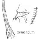 Image of Rhynchonema tremendum Lorenzen 1975