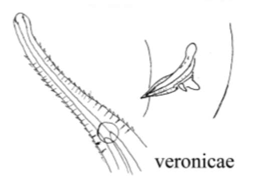 Image of Rhynchonema veronicae Bezerra, Smol & Vincx 2014