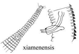 Imagem de Rhynchonema xiamenensis Huang & Liu 2002