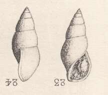 Image de Rissoina gymna Cossmann 1885