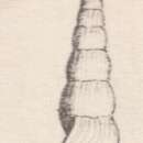 Image of Rissoina vermiformis Cossmann 1885